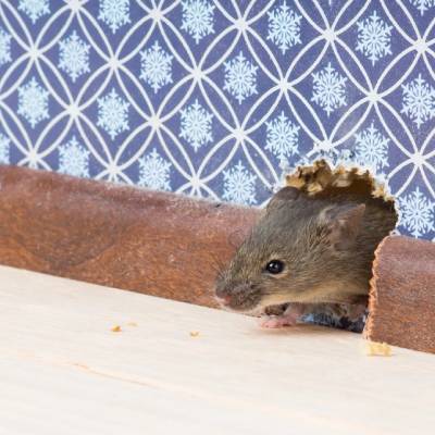 MICE EXTERMINATION