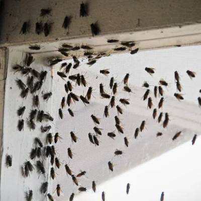 FLY EXTERMINATION
